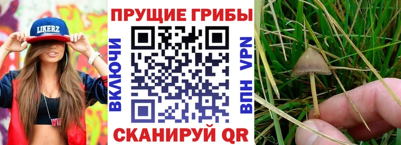 даркнет какой сайт  Абаза  Галлюциногенные грибы прущие грибы 